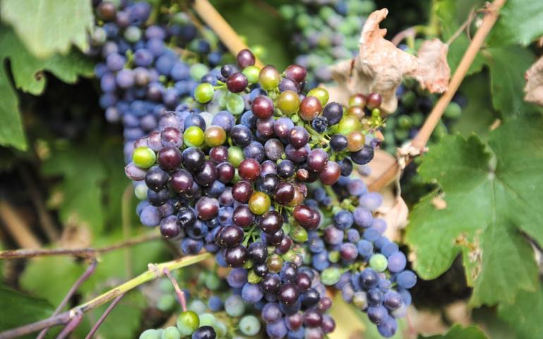 El qué y el cómo de la uva Prieto Picudo
